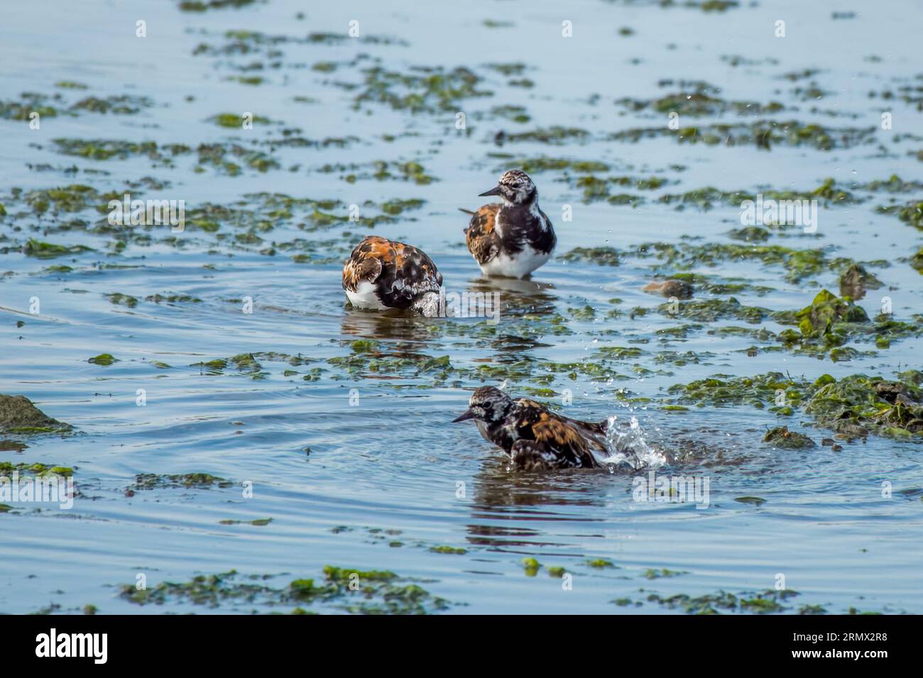 Turnstones Reneria Interpres, die sich im Meer waschen Stockfoto