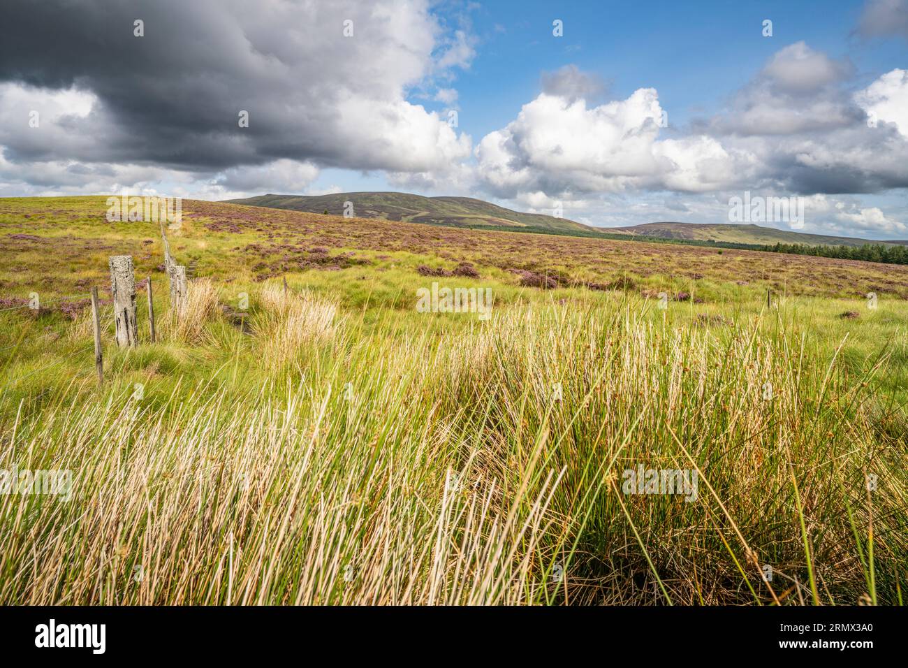 Blick vom Pennine Way auf den Grenzgrat zum Cheviot, Northumberland National Park Stockfoto