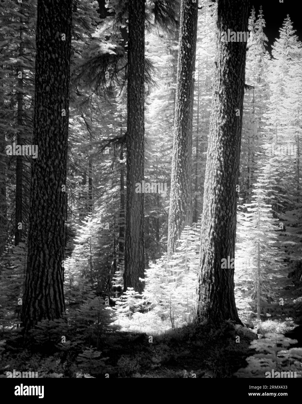 Red Fir (Abies Magnifica) entlang des Red Fir Nature Trail in der Nähe des Mills Peak im Plumas County Kalifornien, USA (Schwarzweiß-Nahinfrarot-Bild), Stockfoto