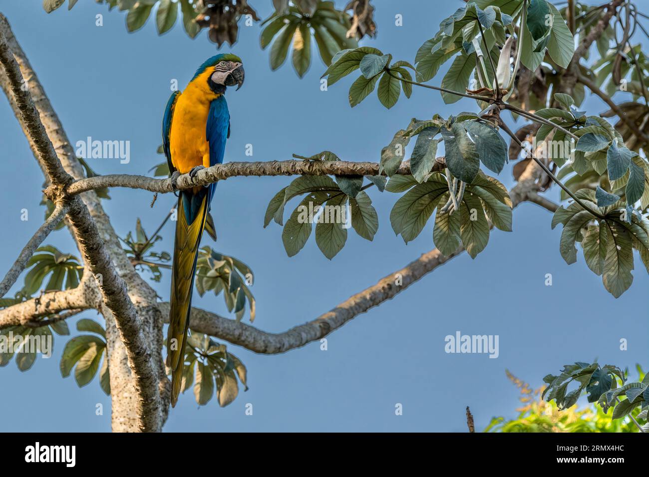 Wilder Blau-und-Gelb-Ara, Ara ararauna, auch bekannt als Blau-und-Gold-Ara, thront auf dem Ast eines Trompetenbaums, Pantanal, Mato Grosso, Brasilien Stockfoto