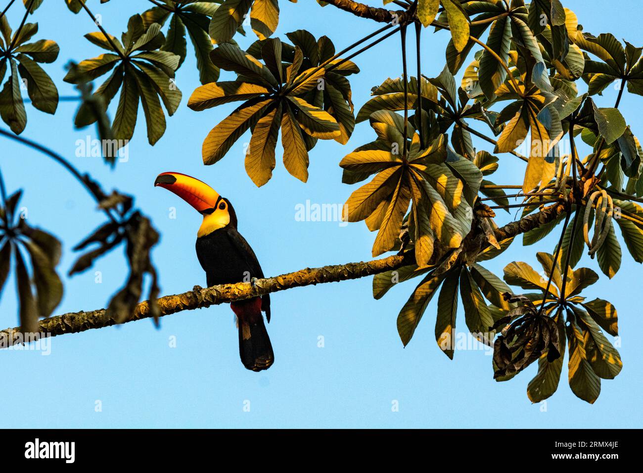 Toco Toucan, Ramphastos toco, auf dem Zweig einer Trompete oder Pumpwood Tree, Pantanal, Mato Grosso, Brasilien Stockfoto