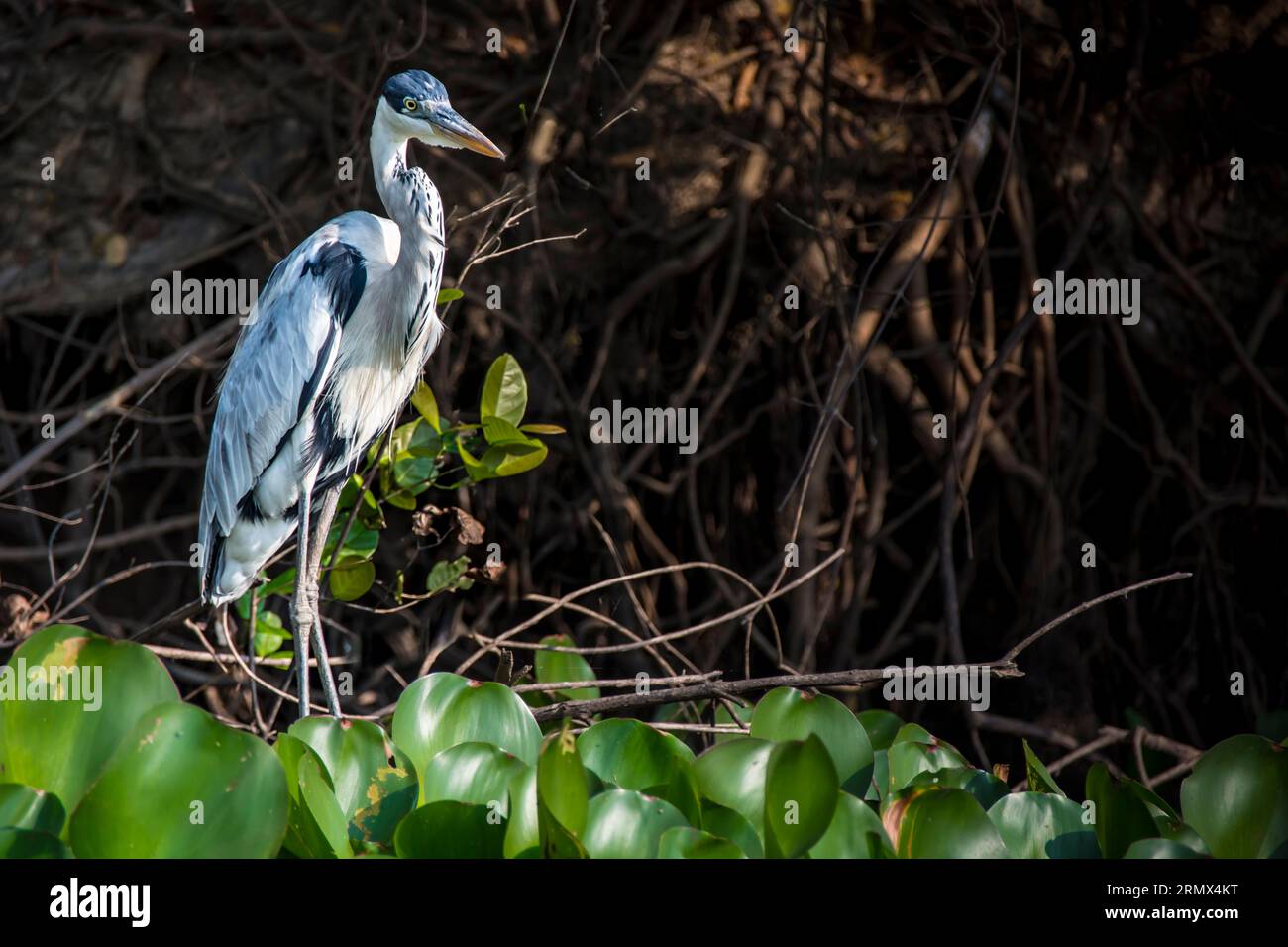 Cocoi Heron oder Weißhalsreiher, Ardea cocoi, Watengehen in einem Fluss im Pantanal, Mato Grosso, Brasilien Stockfoto