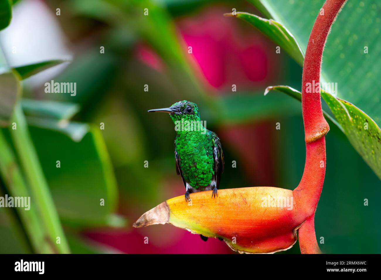 Amazilia Tobaci, ein kupferfarbener Kolibri, thront auf einer Hummer-Klauen-Helikonia-Blume im üppigen Regenwald Stockfoto