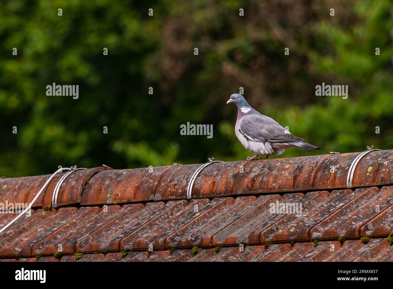 Ein kühles Taubenvogel wie ein windendes Lächeln auf einem Dach, das vor grüner Natur geschützt ist Stockfoto
