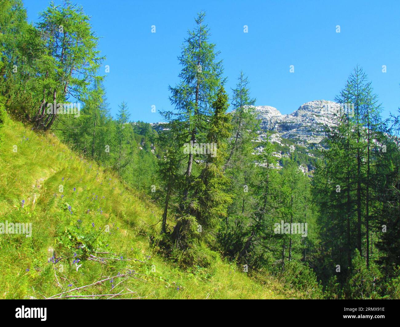 Helle Bergwiese mit Sonnenschein, Lärchen und blau blühender Mönchshaube (Aconitum napellus) im Nationalpark Triglav und Julische alpen Stockfoto