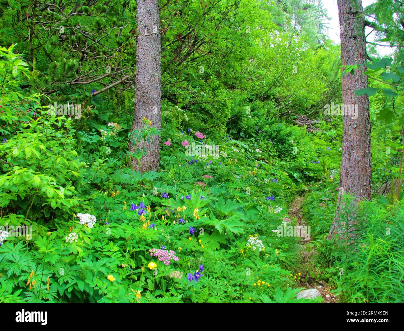 Farbenfroher Bergpfad, der durch üppige Vegetation voller Blumen verläuft, einschließlich alpiner columbine (Aquilegia alpina), Heracleum austriacum und Globefl Stockfoto