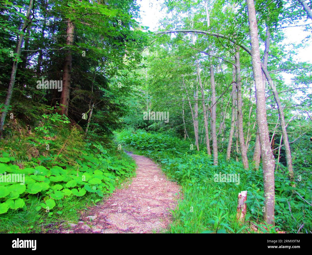 Waldweg umgeben von üppiger Vegetation, die hauptsächlich aus Schmetterlingen (Petasites spp.) und einer Reihe von grauen Erlen (Alnus incana) oberhalb von Jezersko besteht Stockfoto