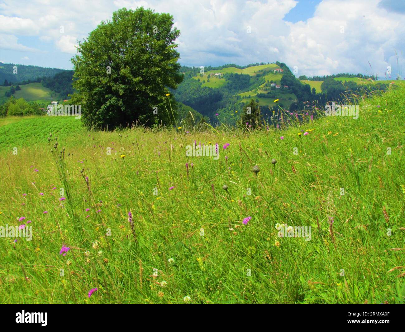 Farbenprächtiges Grasland voller rosa und gelber Blumen mit einem einsamen Baum in der Mitte und Hügeln, die mit Ackerland und Wäldern im Hintergrund bedeckt sind Stockfoto