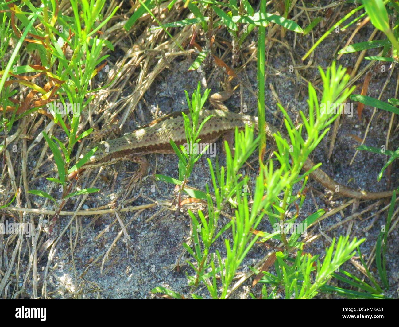 Horvath-Steineidechse (Iberolacerta horvathi), die sich in der Vegetation versteckt Stockfoto