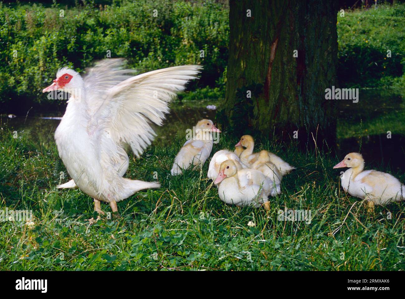 Wasservögel. Moschusente mit Enten. (Cairina moschata domestica). Stockfoto