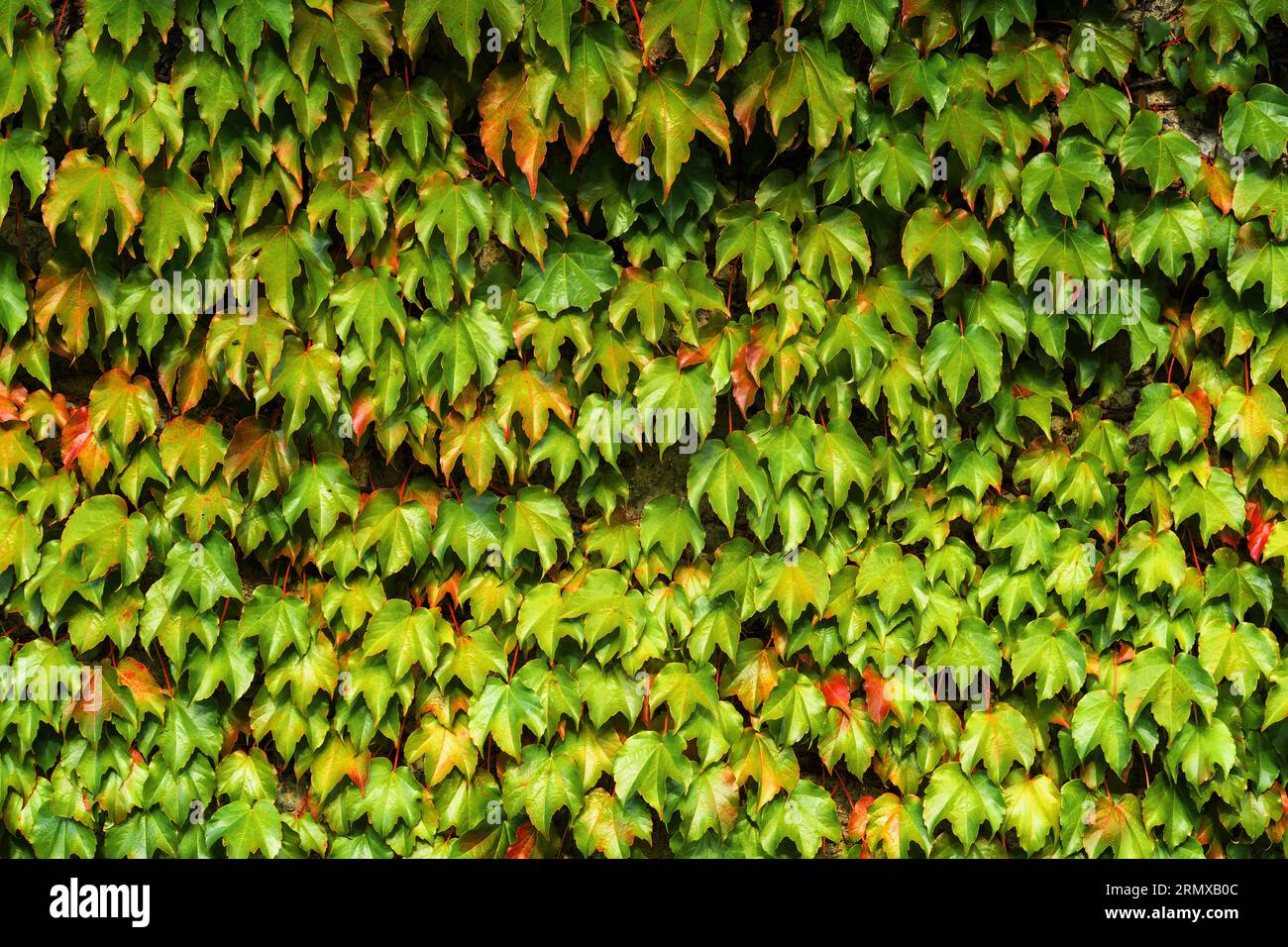Bostoner Efeu oder Parthenocissus tricuspidata-Pflanze an der Wand. Japanischer Kriechgang oder japanische Efeu-Kletterpflanze Stockfoto