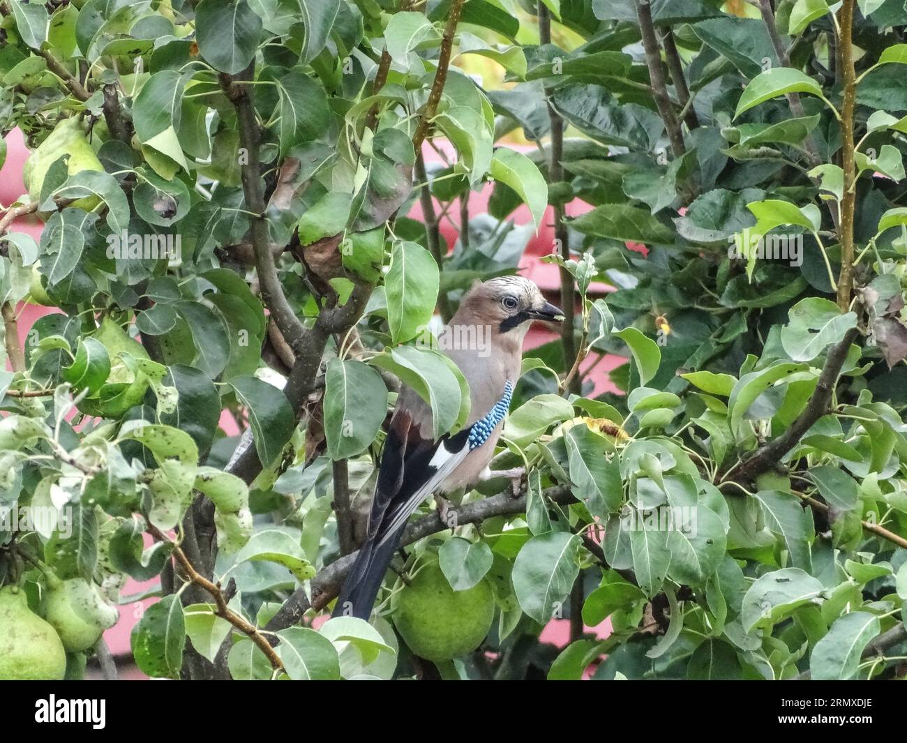 Eurasischer jay-Vogel (Garrulus glandarius) auf einem Baumzweig Stockfoto