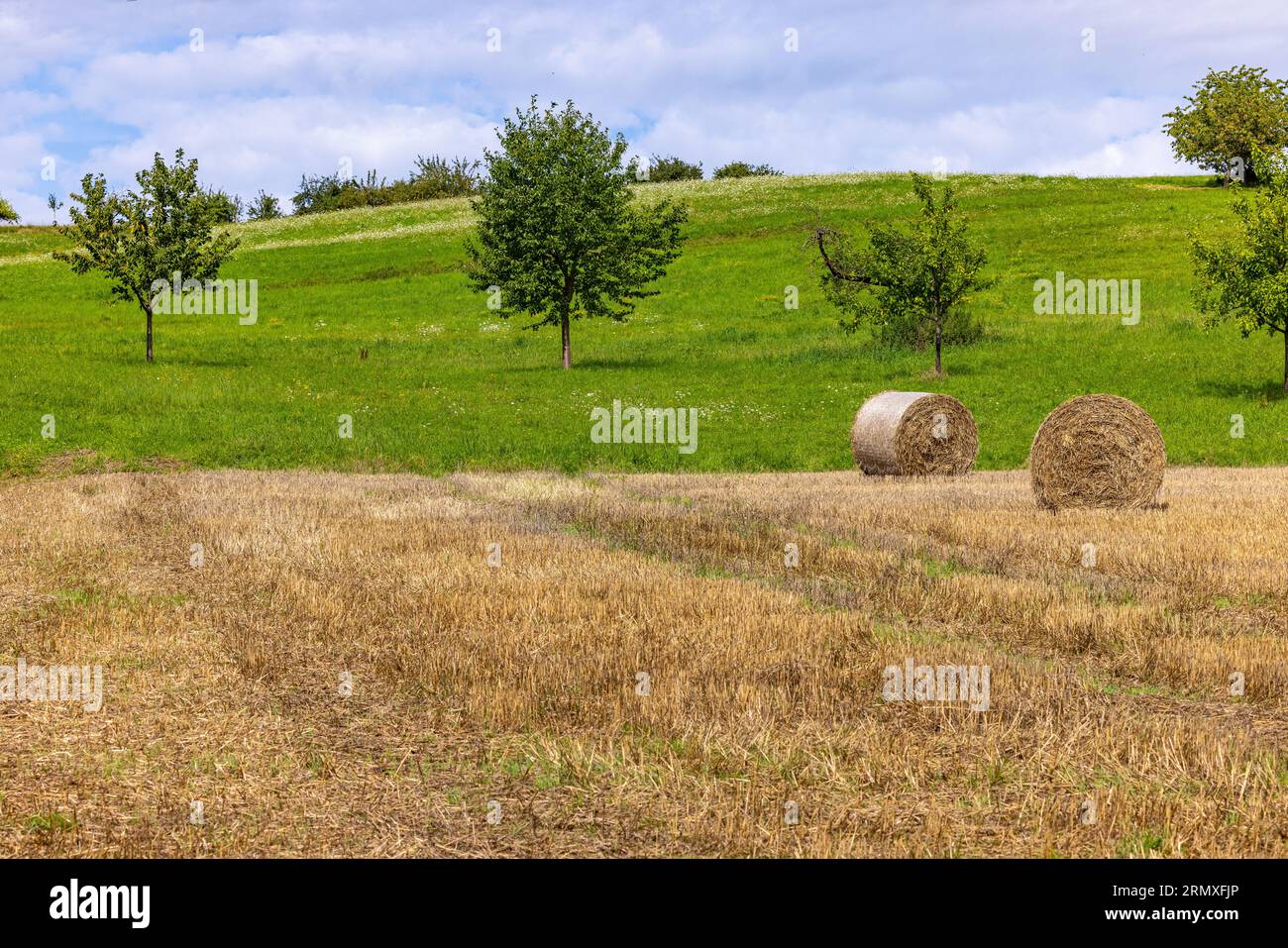 Ein Stoppelfeld mit Heuballen vor einer grünen Wiese mit Bäumen an einem Hang, Deutschland Stockfoto