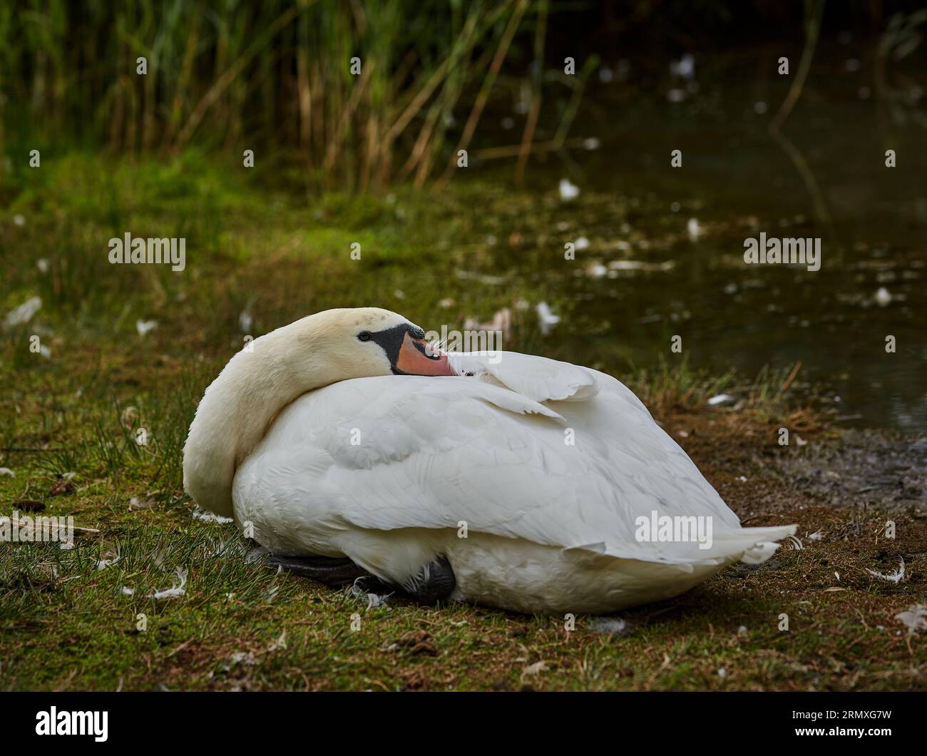 Erwachsenes Schwanenweibchen, das sich mit dem Kopf zwischen den Flügeln neben dem Wasser ausruht. Stockfoto