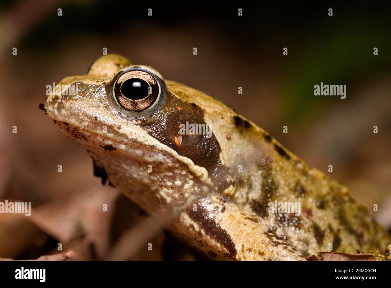 Nahaufnahme eines Frosches mit einem hervorstehenden Auge, das geduldig allein in einem dunklen Holz sitzt, mit einem Auge, das starrt und das Licht ein Aufflackern in seinem Auge bildet. Stockfoto