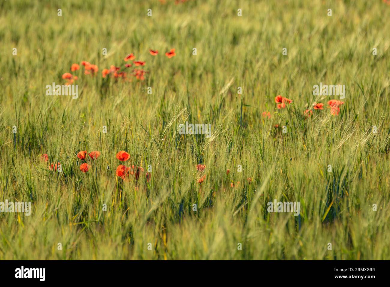 Ein blühendes Feld im Frühjahr in Santa Eulàlia de Roncana (Vallès Oriental, Barcelona, Katalonien, Spanien), vor allem: UN campo florido en primavera en España Stockfoto