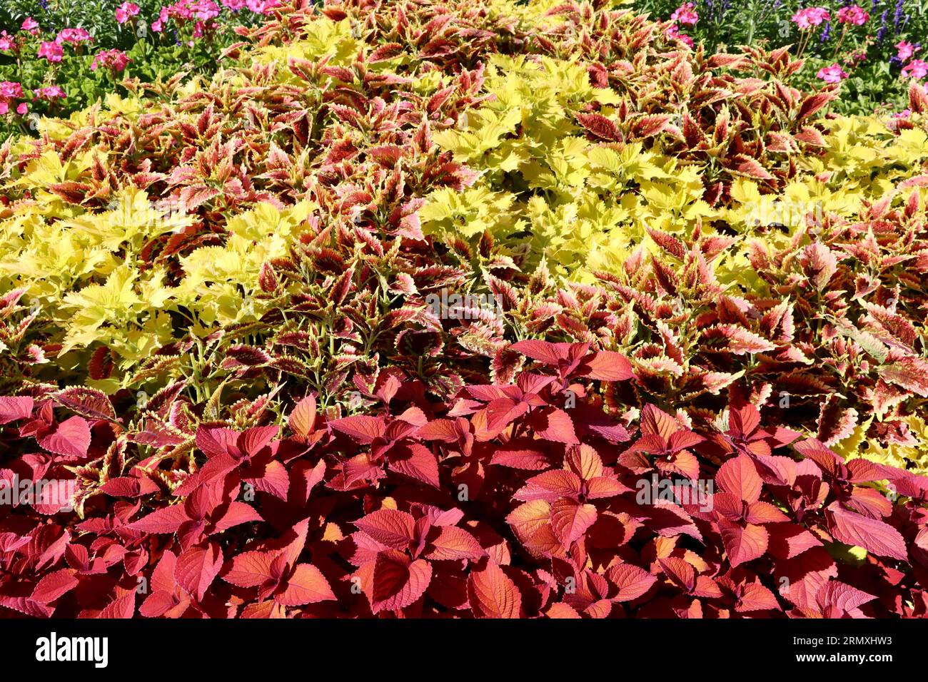 Mehrfarbige coleus im Cleveland Botanical Garden, Cleveland, Ohio Stockfoto
