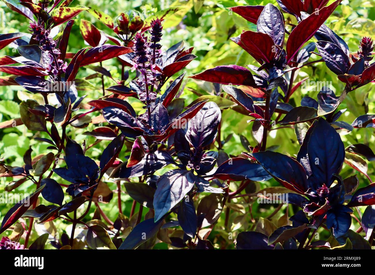 Sweet Basil Prospera Red, Ocimum basilicum, im Cleveland Botanical Garden, Cleveland, Ohio Stockfoto
