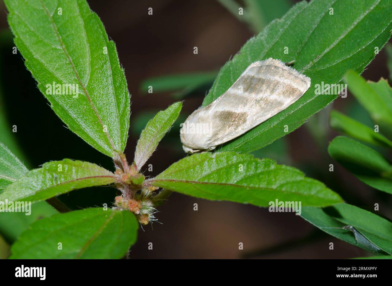Dreilinige Blumenmotte, Schinia trifascia Stockfoto