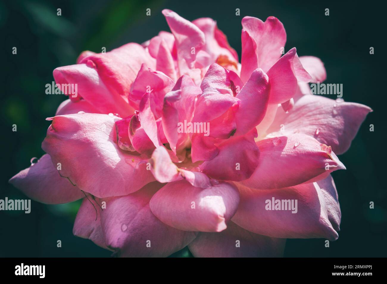 Makrofotograf von Rose bei Sonnenaufgang mit einigen Tropfen Tau auf den zarten rosa Blüten Stockfoto