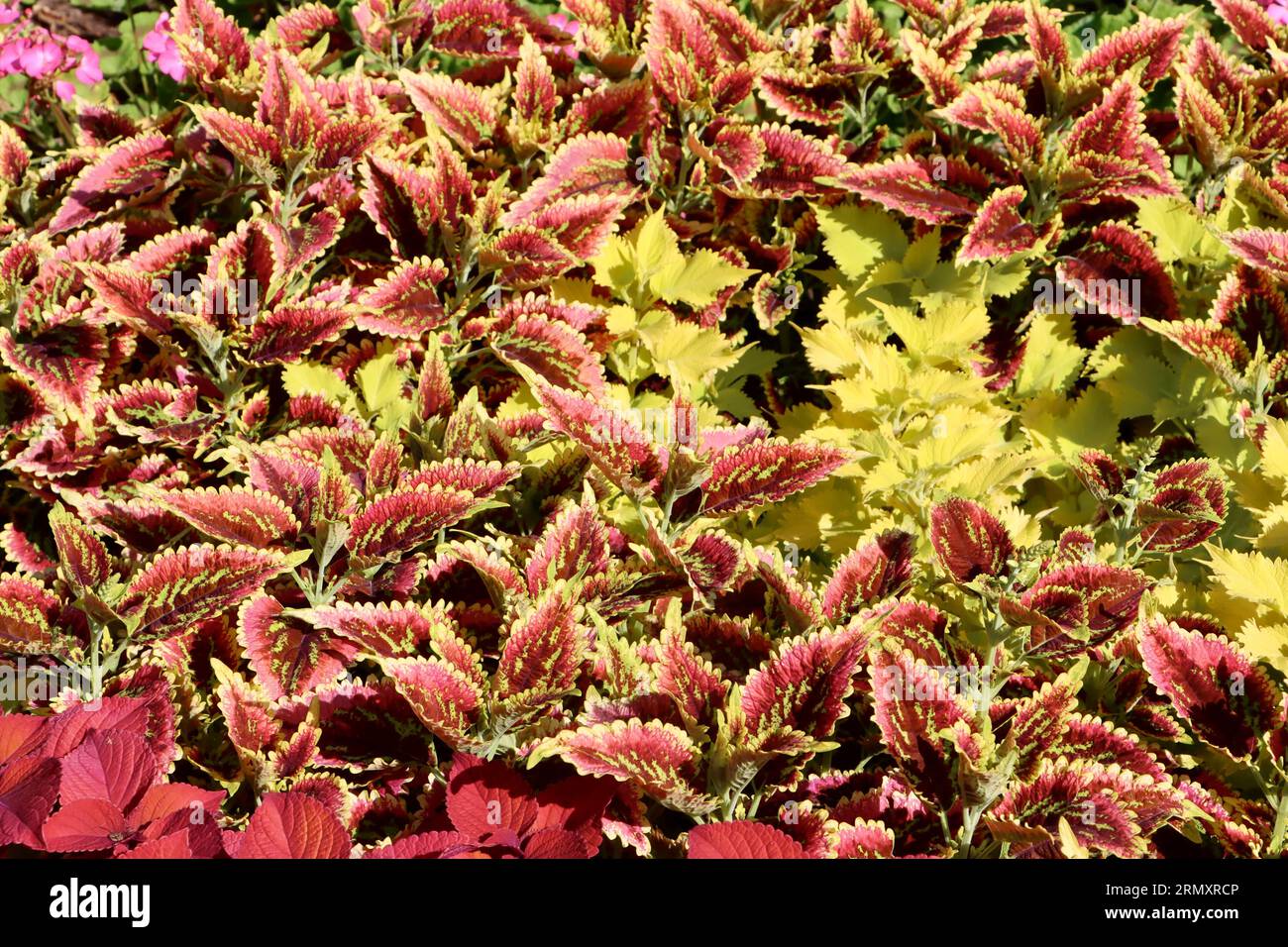 Mehrfarbige coleus im Cleveland Botanical Garden, Cleveland, Ohio Stockfoto