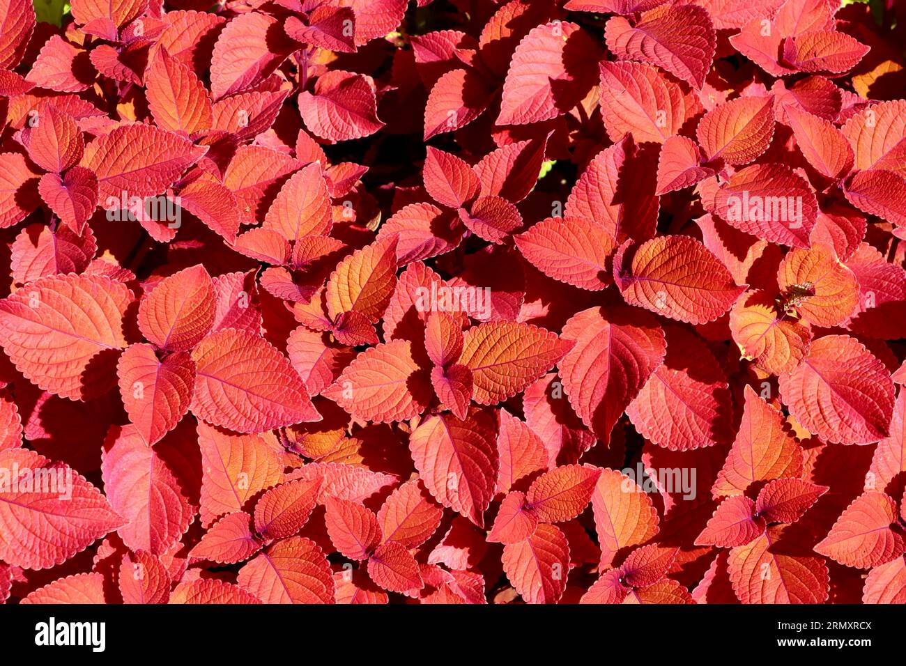 Red coleus im Cleveland Botanical Garden, Cleveland, Ohio Stockfoto