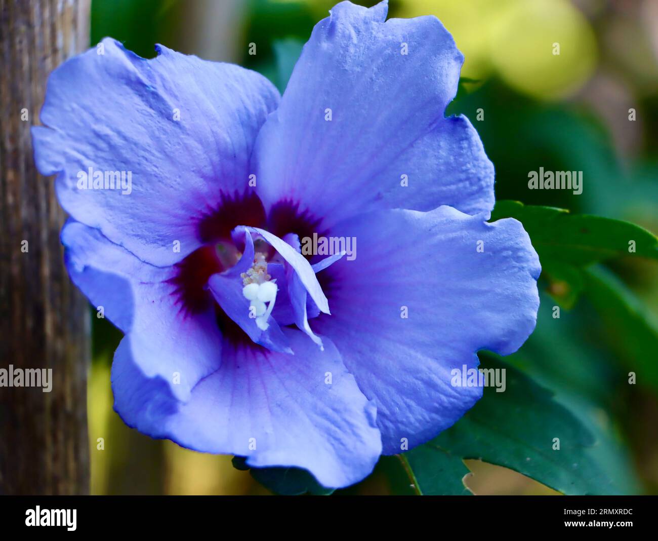 Blue Chiffon Rose of Sharon, Hibiscus s.'Notwoodthree', im Cleveland Botanical Garden, Cleveland, Ohio Stockfoto