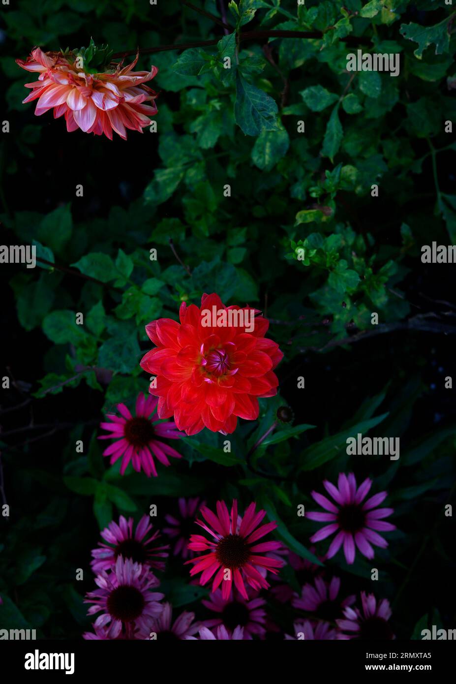 Stillleben der Sommerblumen von Dahlien und Echinacea an der Sommerblumengartengrenze. Stockfoto