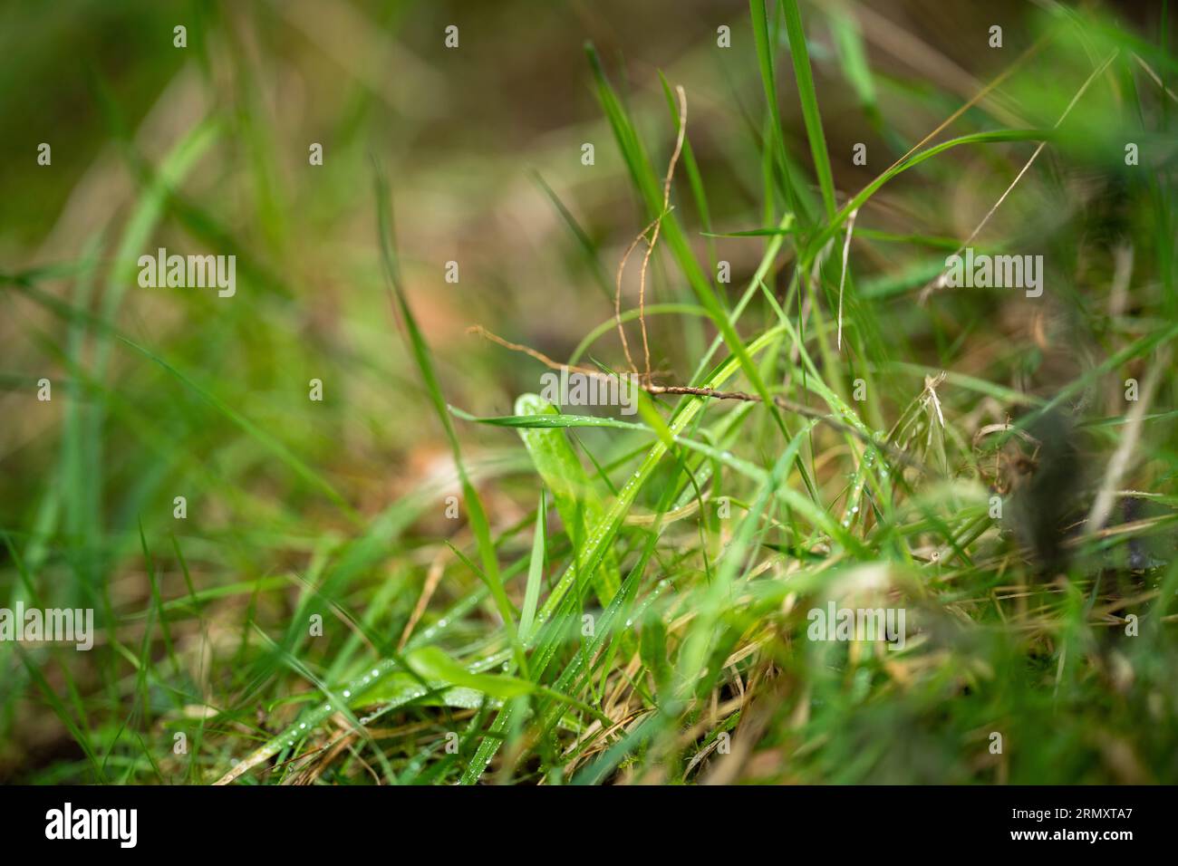 Nahaufnahme der Grasweide in australien auf einem Feld im Frühjahr Stockfoto