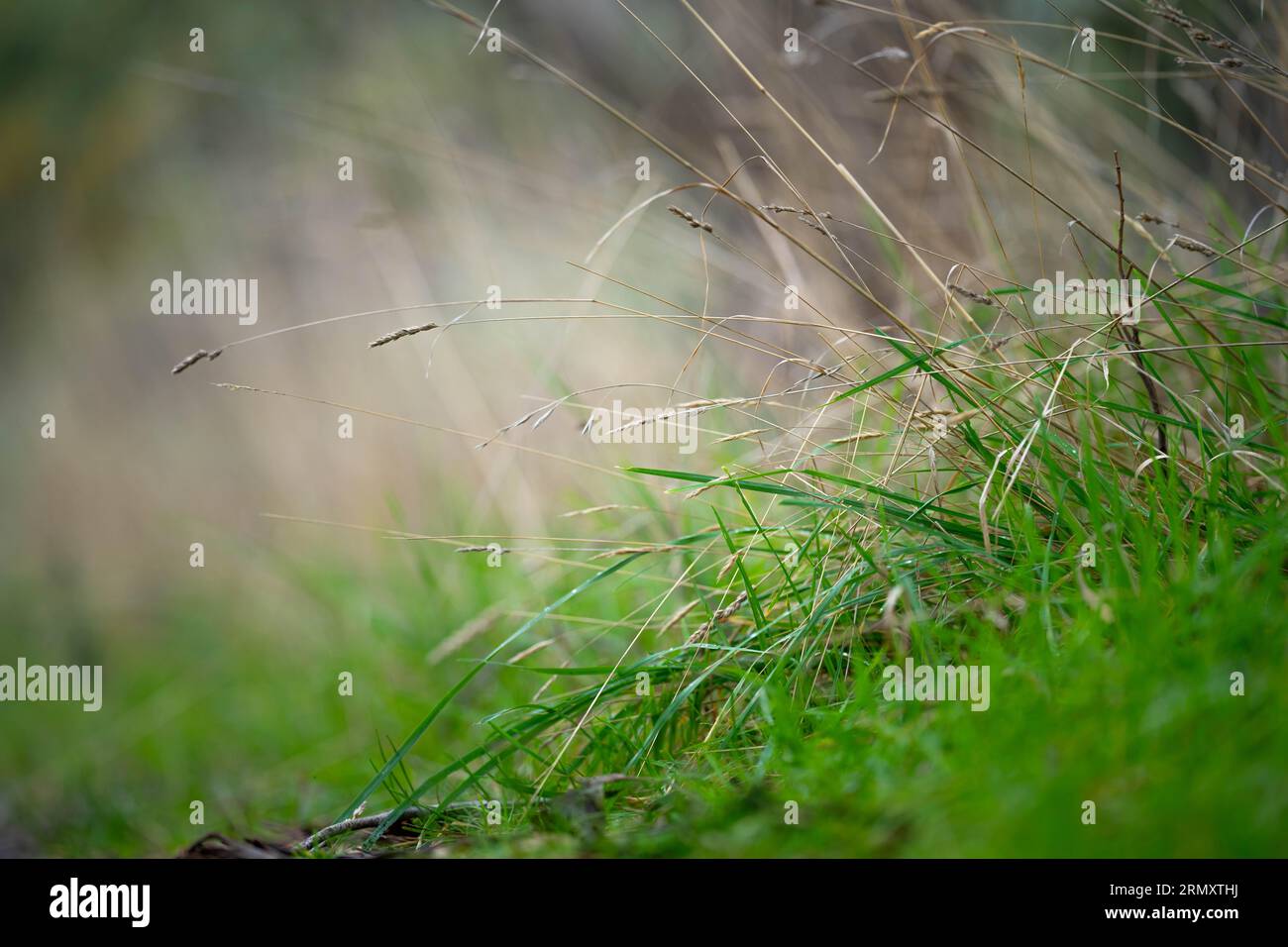 Nahaufnahme der Grasweide in australien auf einem Feld im Frühjahr Stockfoto