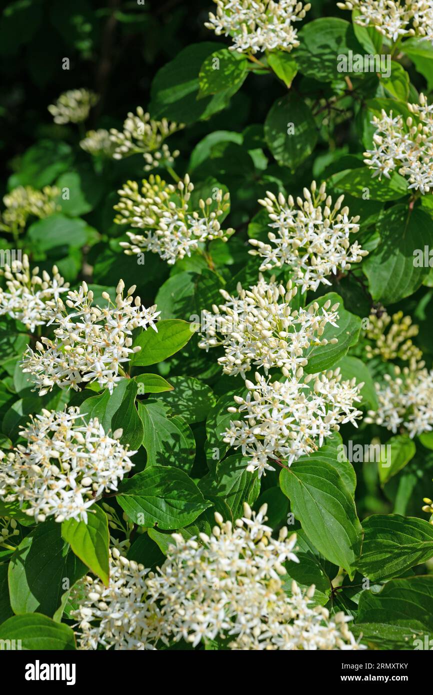 Blühender roter Dogwood, Cornus sanguinea Stockfoto