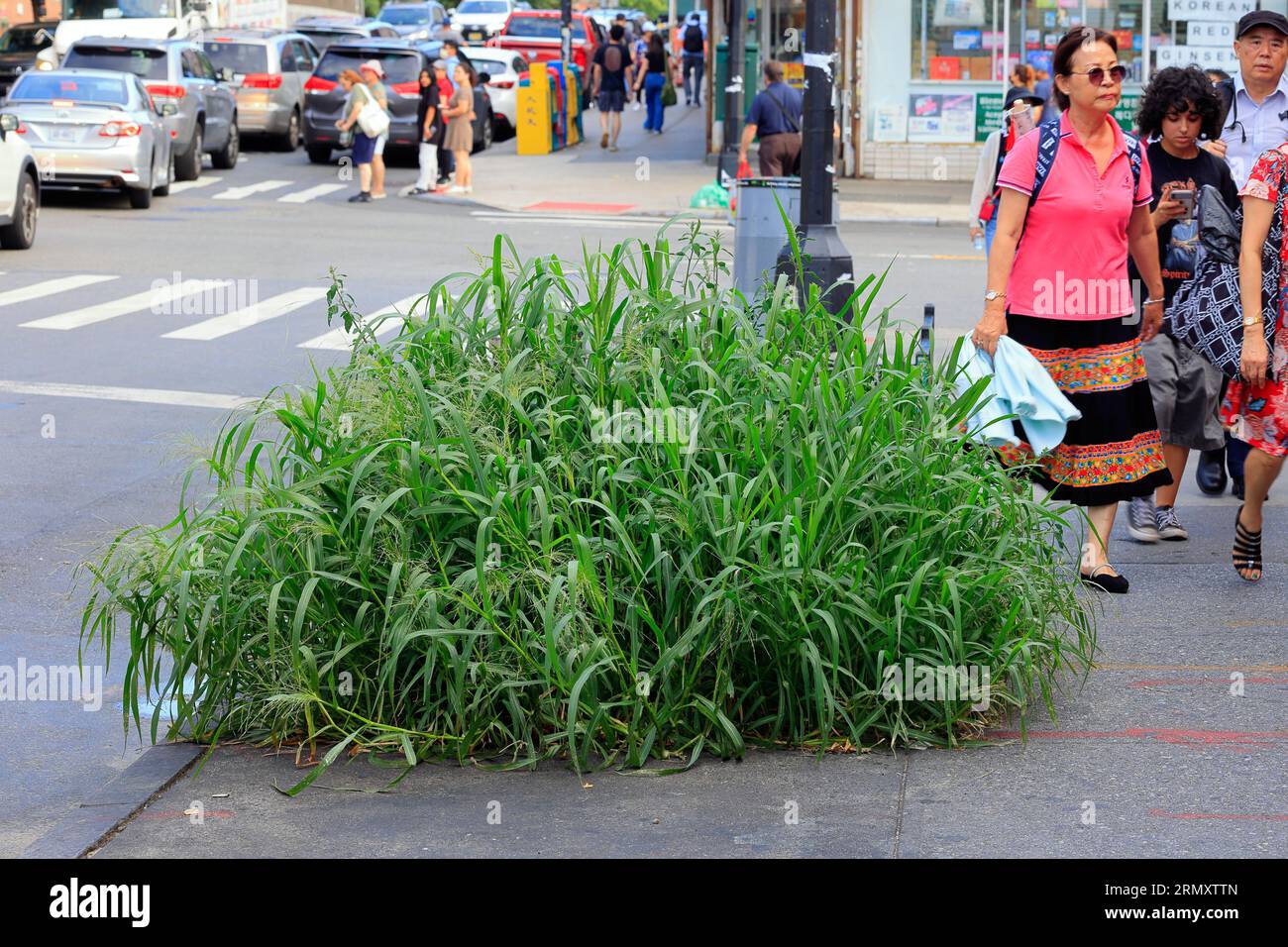 Elymus repens (Agropyron repens), ein großes Stück Quackgrass, oder Couch Grass, wächst in einem Gehwegbrunnen in Flushing, Queens, New York City. Stockfoto