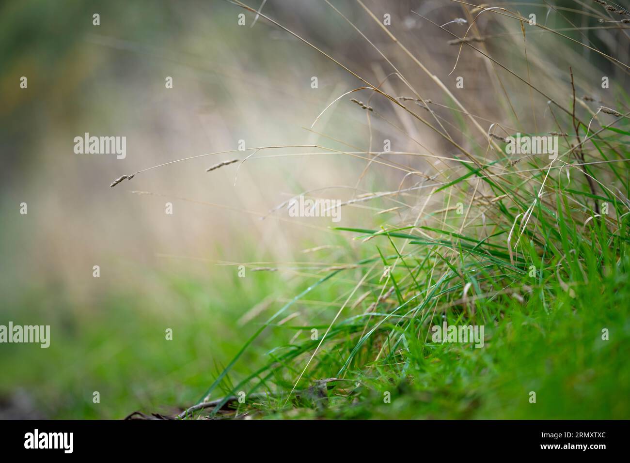 Nahaufnahme der Grasweide in australien auf einem Feld im Frühjahr Stockfoto