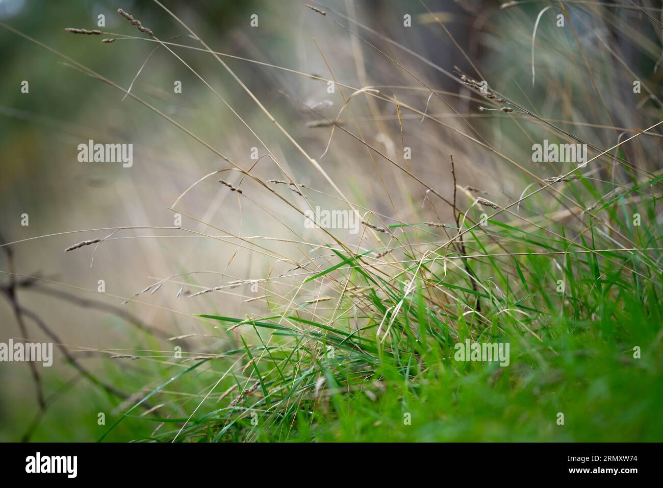 Nahaufnahme der Grasweide in australien auf einem Feld im Frühjahr Stockfoto