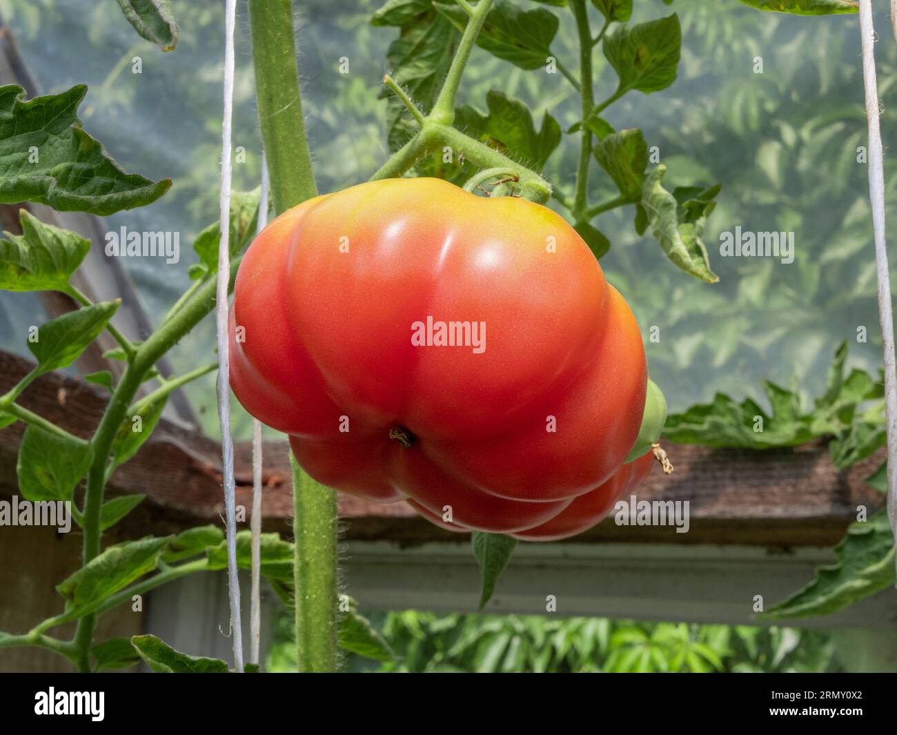 Bullenherz-Tomaten, die auf einer Twig in einem Hinterhof-Gewächshaus wachsen. Ökologischer Gemüseanbau. Garten Im Hinterhof. Natürliches Tageslicht. Sommer i Stockfoto