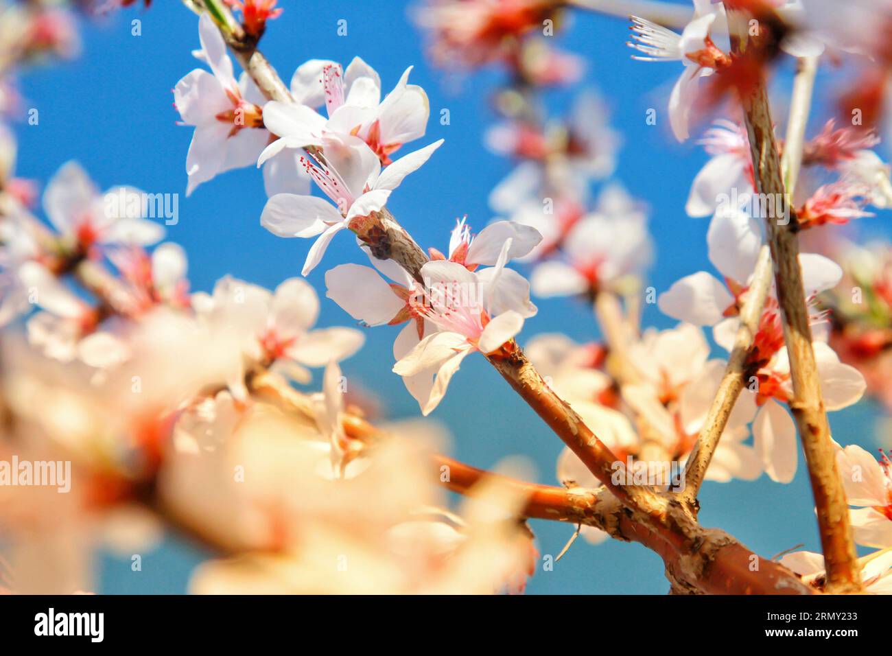 Die Schönheit der kleinen weißen Blumen mit zarten rosa Kernen ist eine Studie in der Anmut und Subtilität der Natur Stockfoto