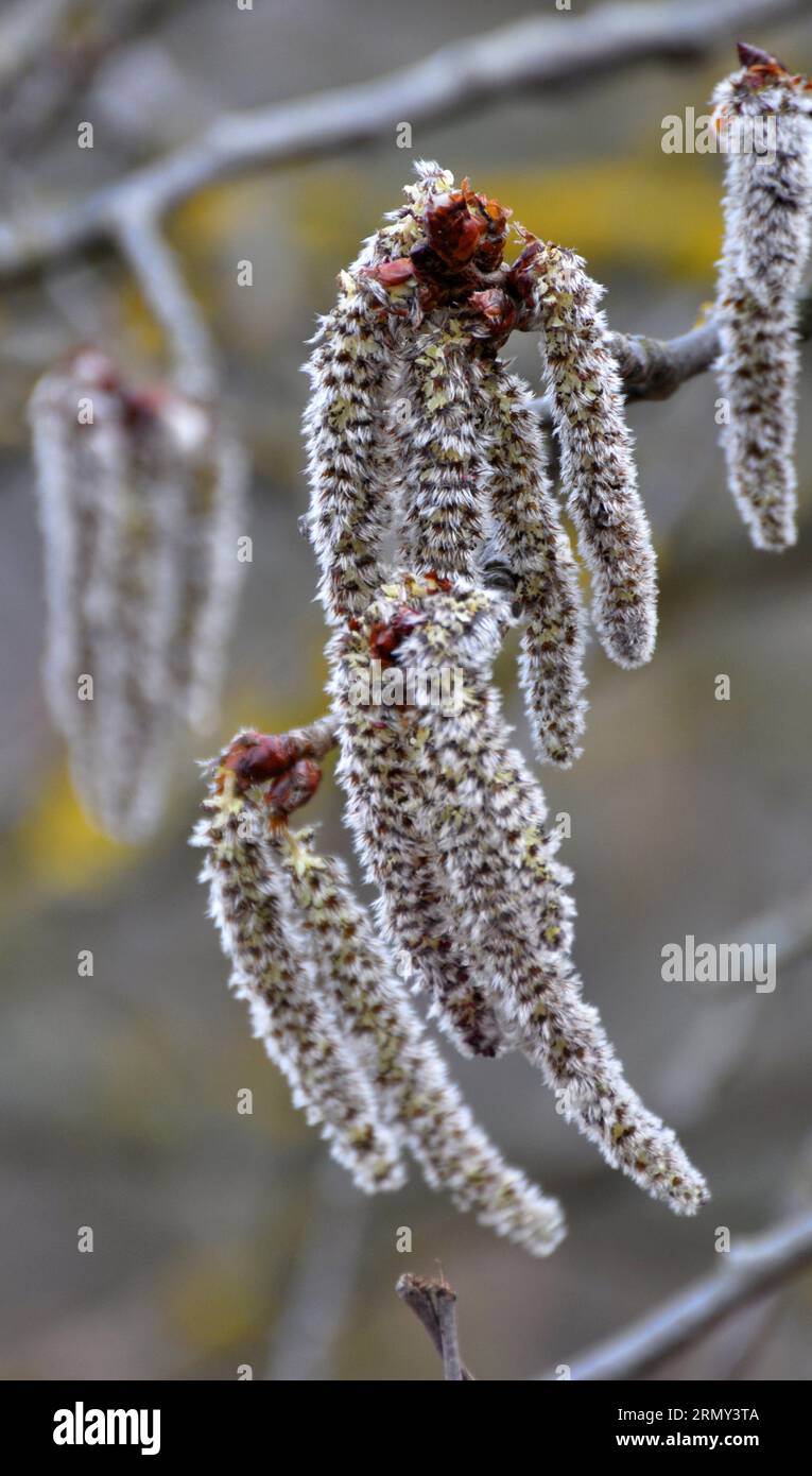 Aspen-Ohrringe (Populus tremula, Populus pseudotremula) blühen im Frühling in der Natur Stockfoto