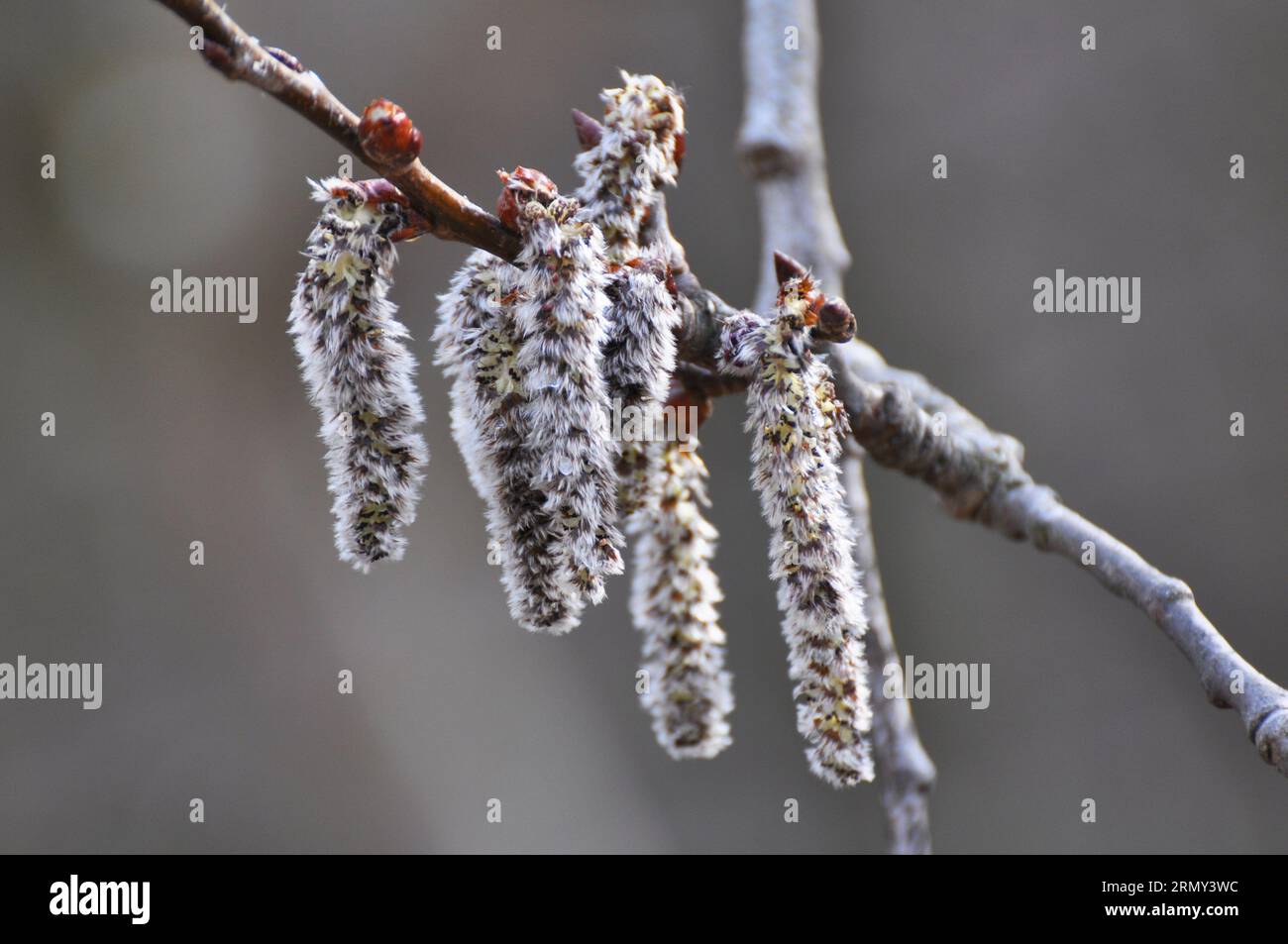 Aspen-Ohrringe (Populus tremula, Populus pseudotremula) blühen im Frühling in der Natur Stockfoto