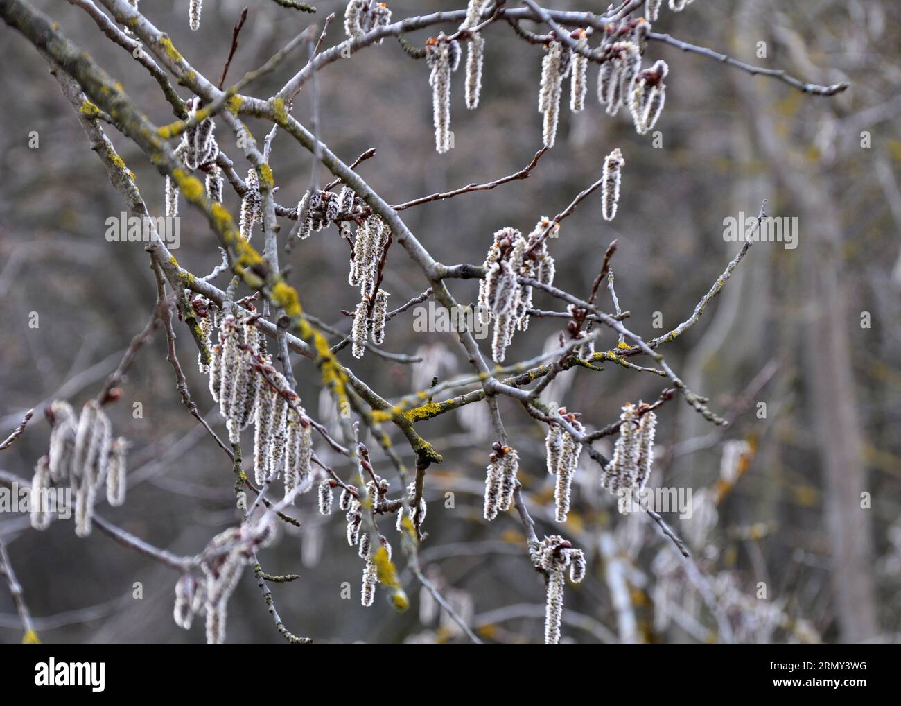 Aspen-Ohrringe (Populus tremula, Populus pseudotremula) blühen im Frühling in der Natur Stockfoto