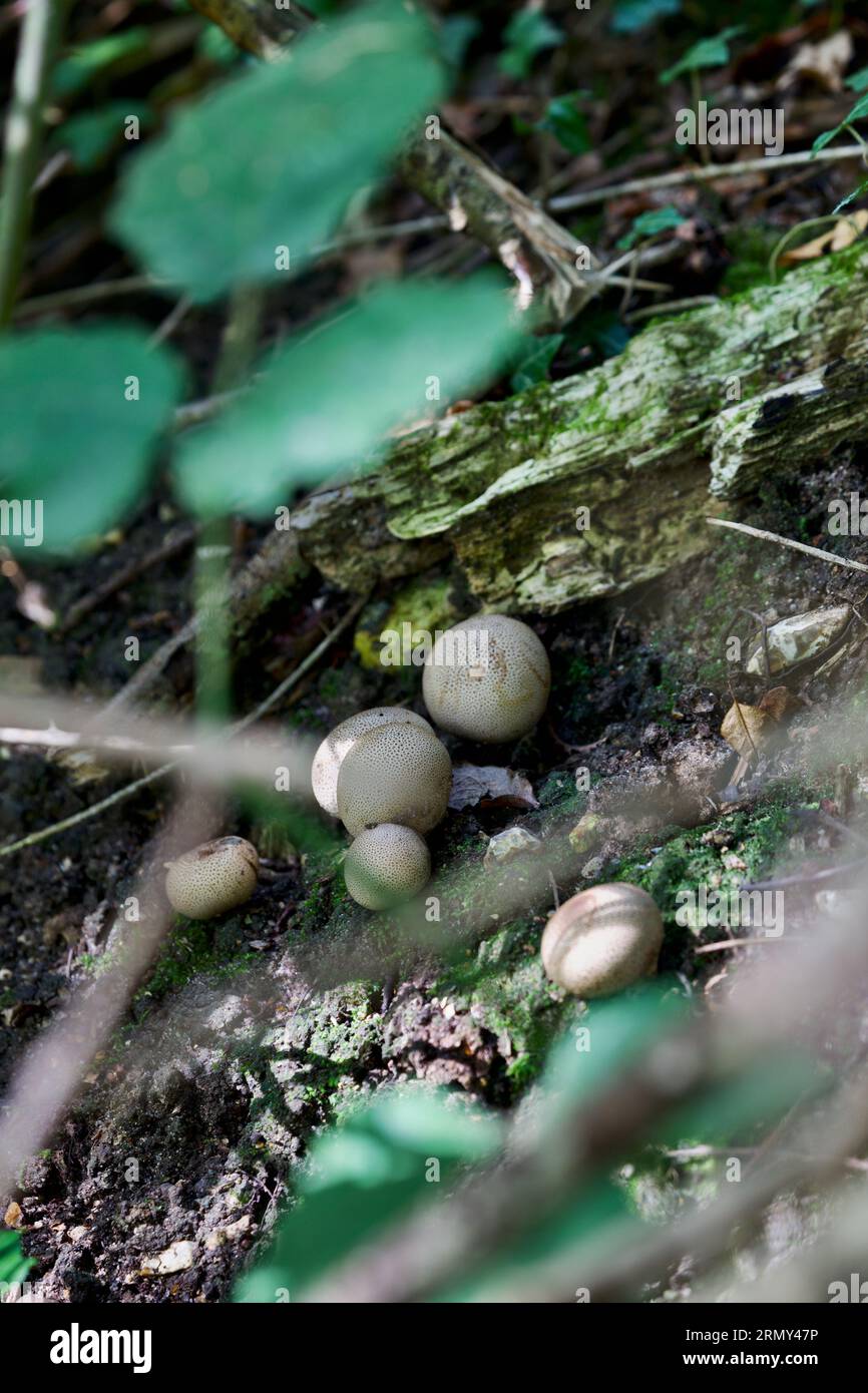 Pilze – Birnenförmige Puffbälle (Lycoperdon pyriforme) Stockfoto