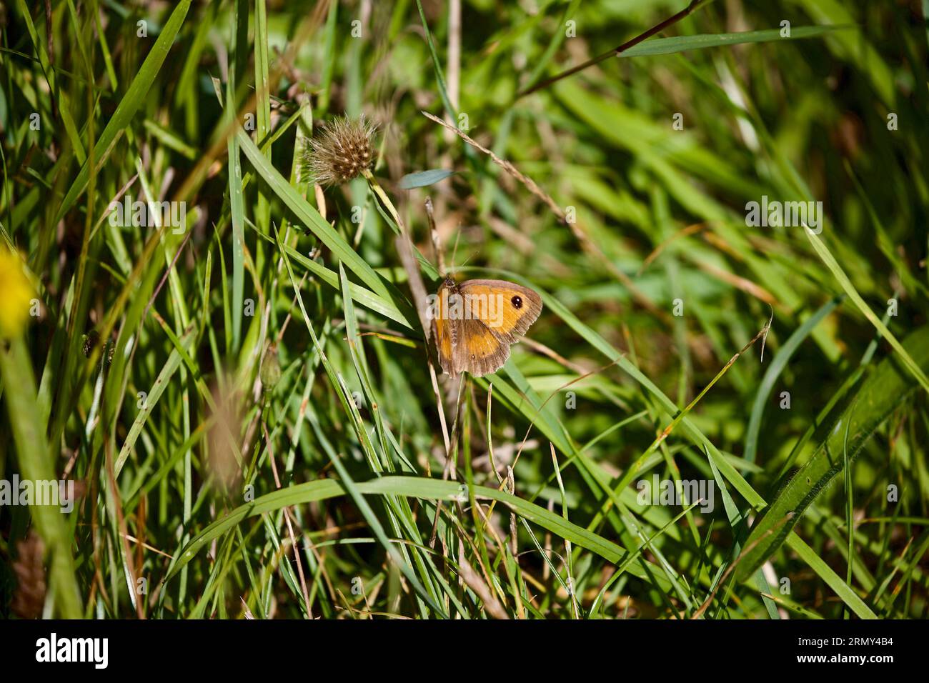 Gatekeeper Schmetterling Pyromania tithonus. Stockfoto