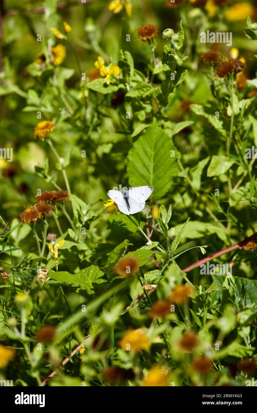 Schmetterling - klein weiß (Pieris rapae) Stockfoto