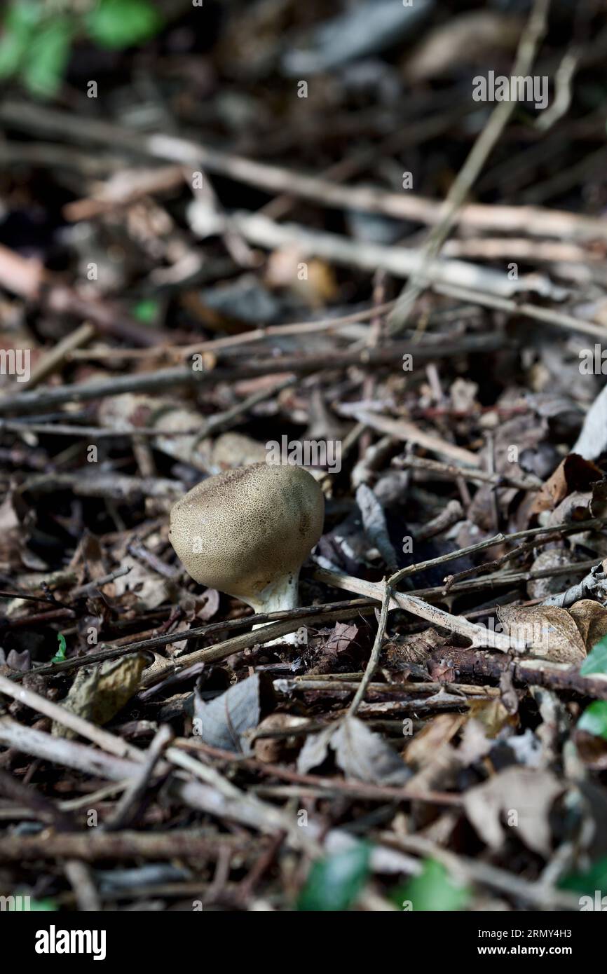 Pilze – Birnenförmige Puffbälle (Lycoperdon pyriforme) Stockfoto