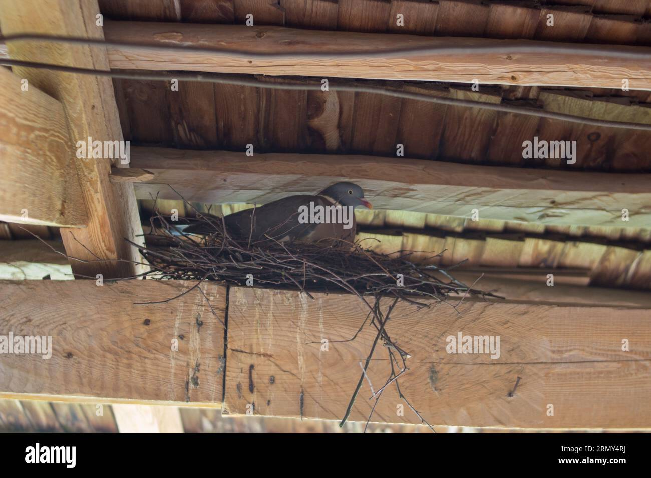 Im Frühjahr sitzt die Taube unter dem Dach des Nestes Stockfoto