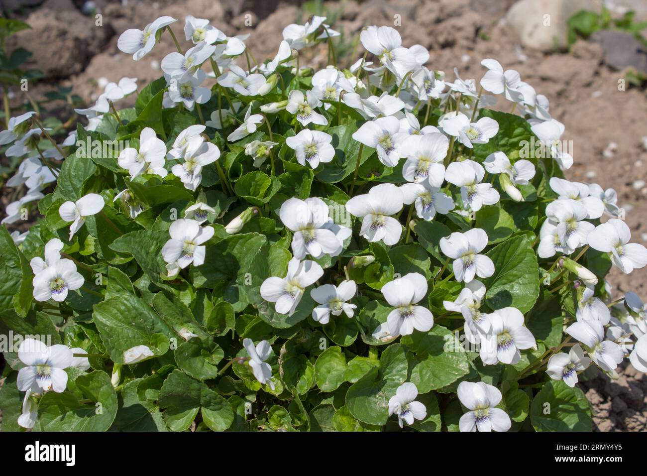 Die Blume ist gesetzlich geschützt und das weiße Violett wird in das rote Buch gelegt Stockfoto