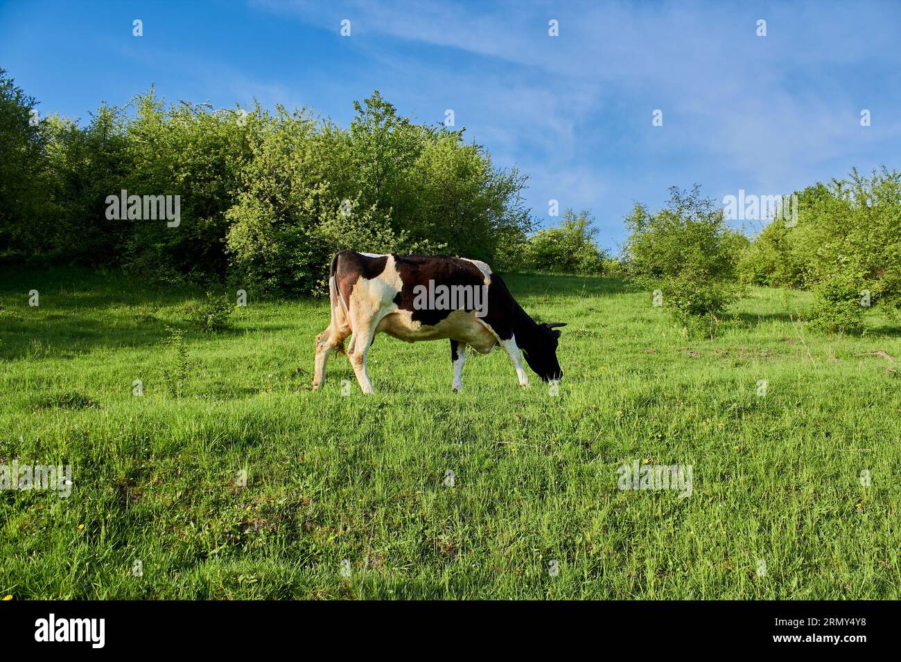 Weiden einer Kuh auf grünem Gras auf einem Hügel, umweltfreundliche natürliche Ressourcen Stockfoto