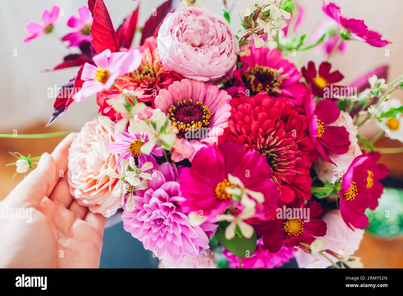 Blick von oben auf den Blumenstrauß aus rosa Dahlia Zinnia Blumen. Inneneinrichtung und Einrichtung im Sommer zu Hause. Frau genießt frische Blüten. Nahaufnahme des Blumenarrangements Stockfoto