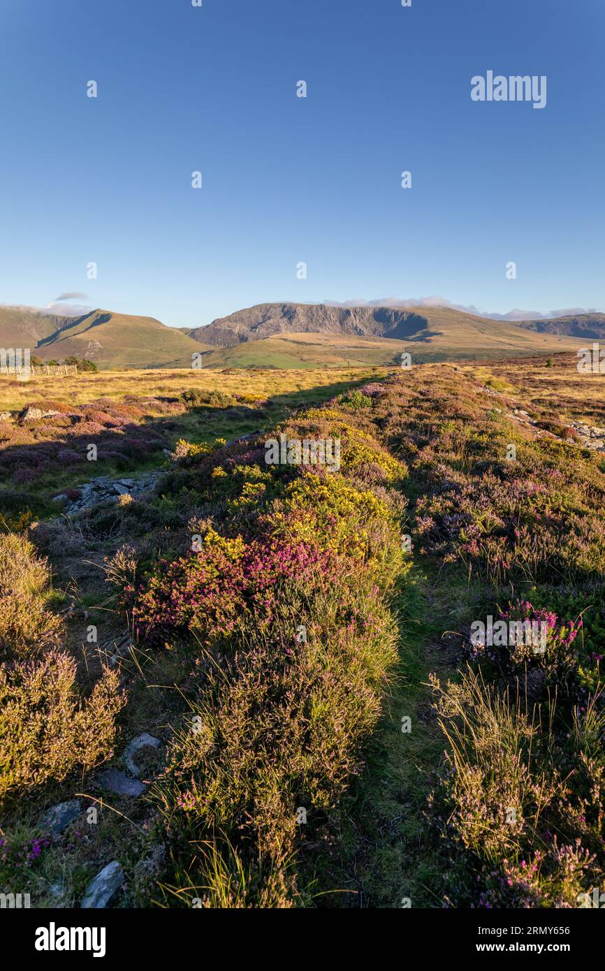 Hebog und Nantlle Ridge, Gwynedd, Wales Stockfoto