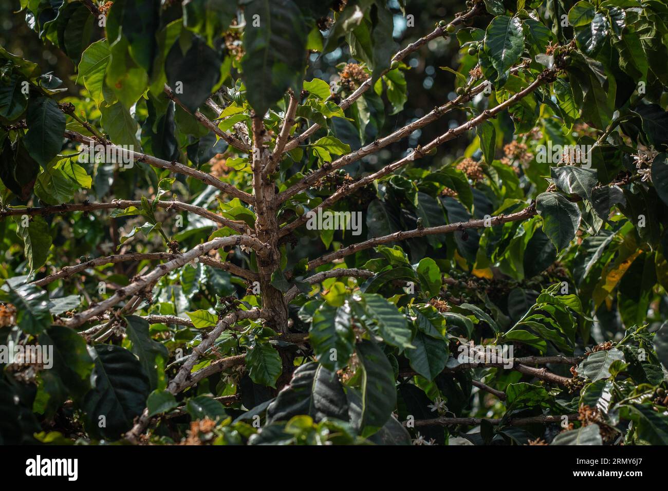 Kaffeebäume auf der Plantage in großer Höhe von Panama, wo verschiedene Kaffeesorten wie Geisha, Caturra und arabica produziert werden. Stockfoto