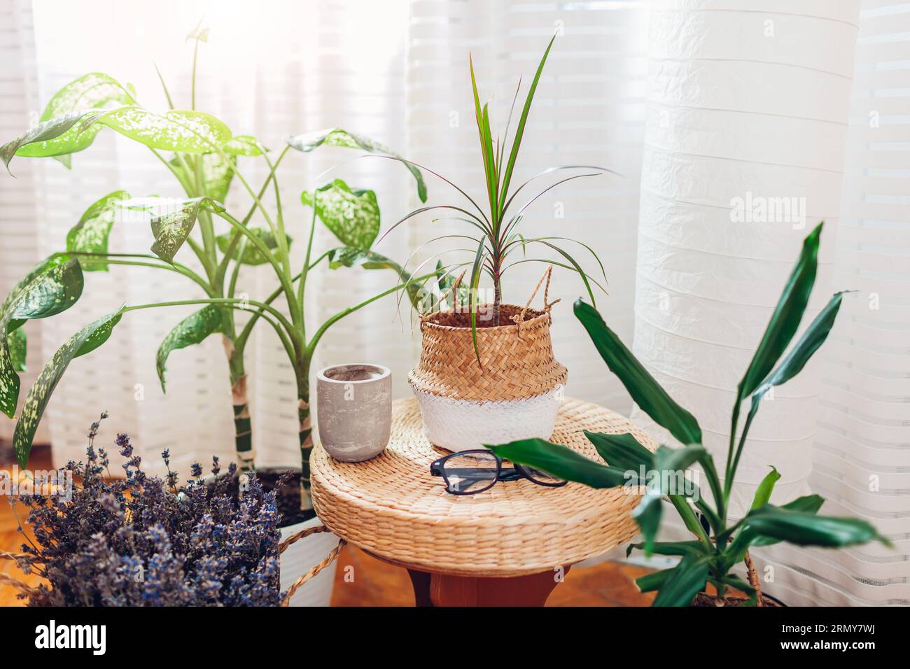 Korb aus Weidenstroh, der als Blumentopf für Zimmerpflanzen auf Rattan-Pads verwendet wird. Einrichtung im Boho-Stil. Moderne Öko-Naturmöbel. Duftender Lavendel und Dose Stockfoto